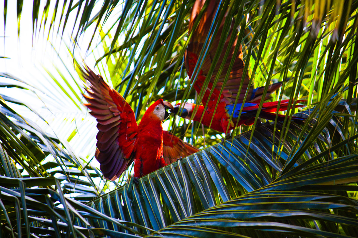 debora-tingley-costa-rica-unsplash