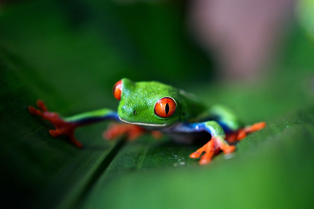 trevor-cole-costa-rica-unsplash