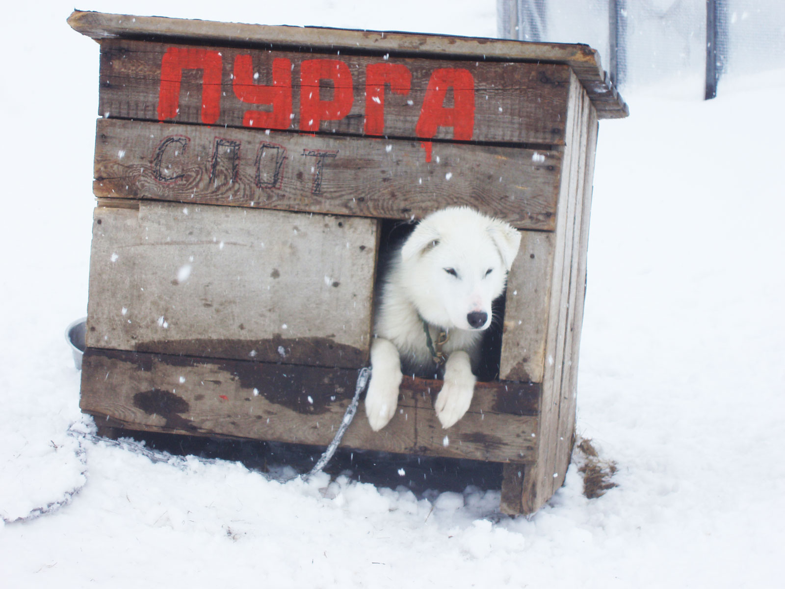alderson-husky1
