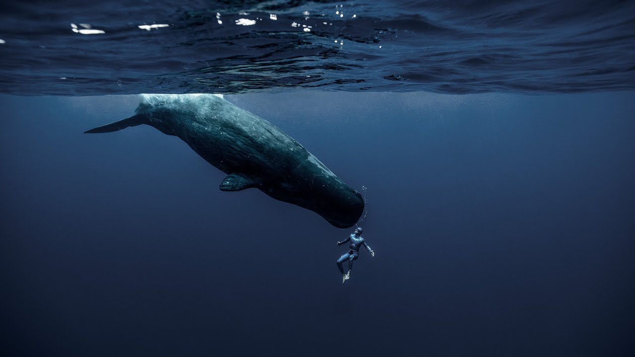 freediving-guillaume-nery-whale