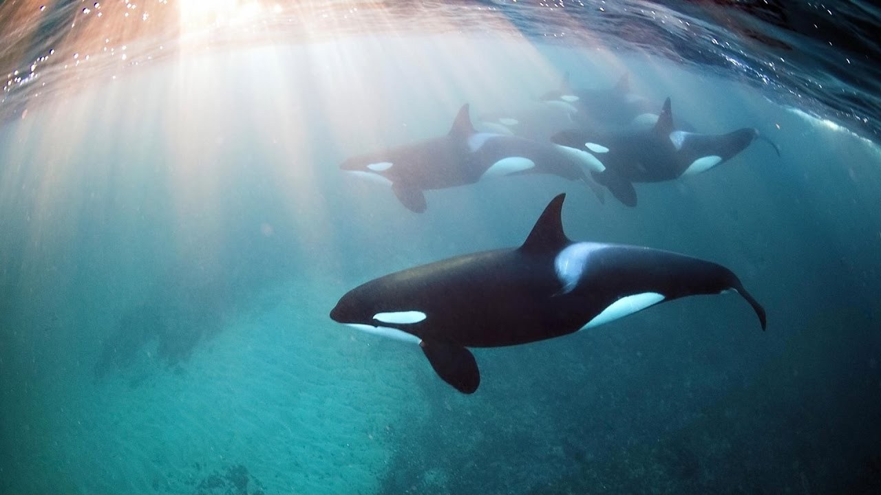 freediving-orcas-underwater