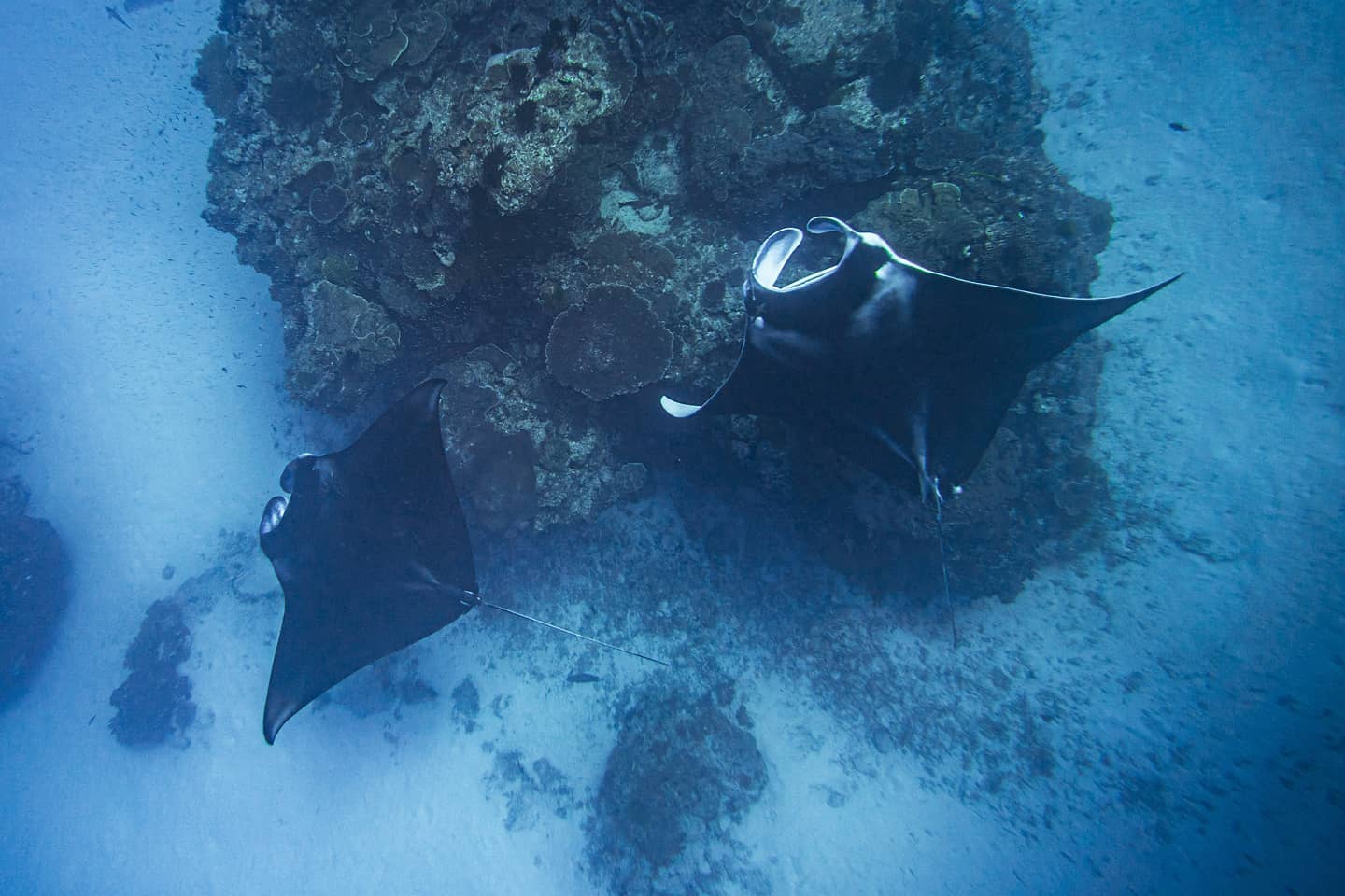 Mantarays by Will Solis 2 Mantarays by Will Solis 2