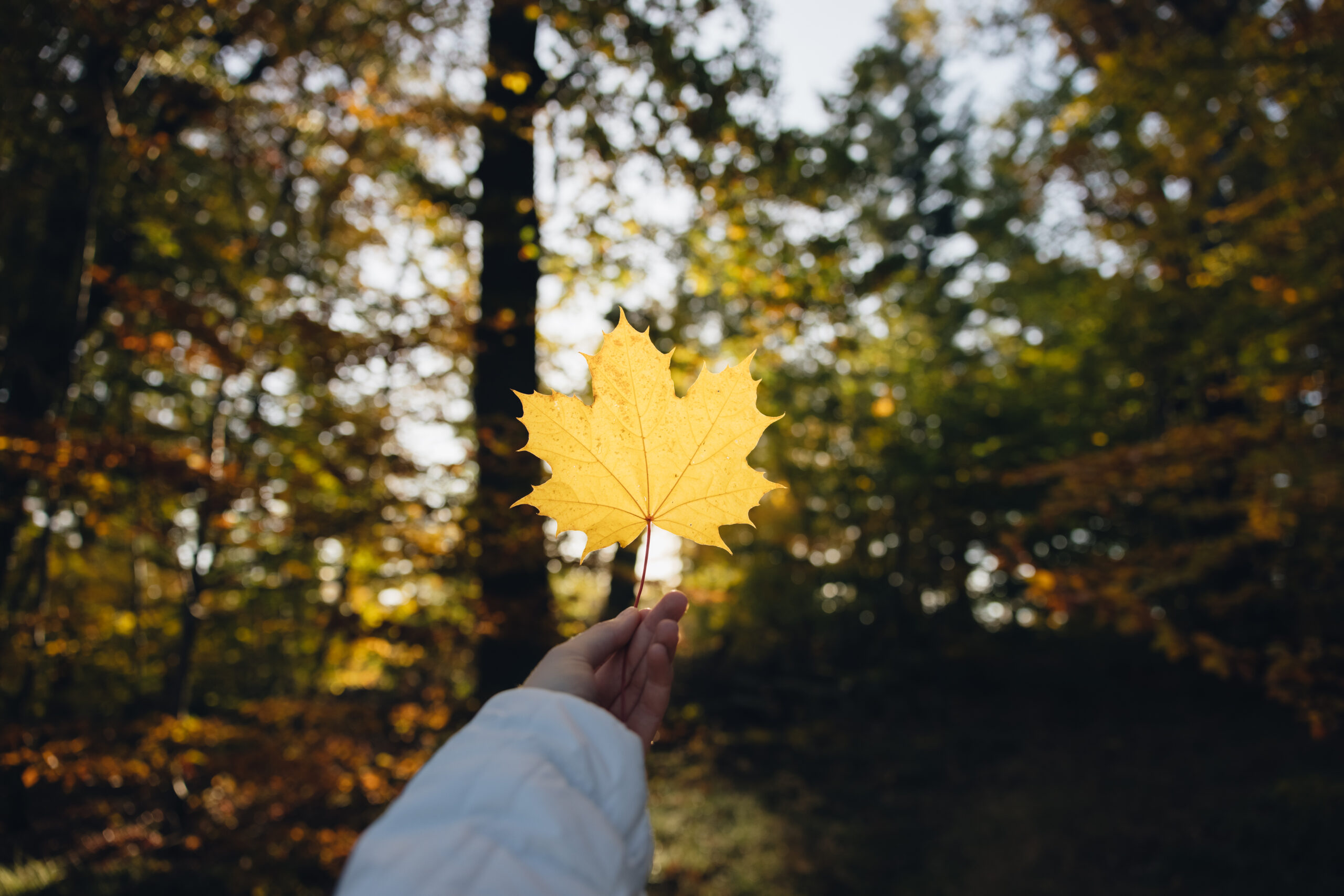 Frauki x adidas TERREX