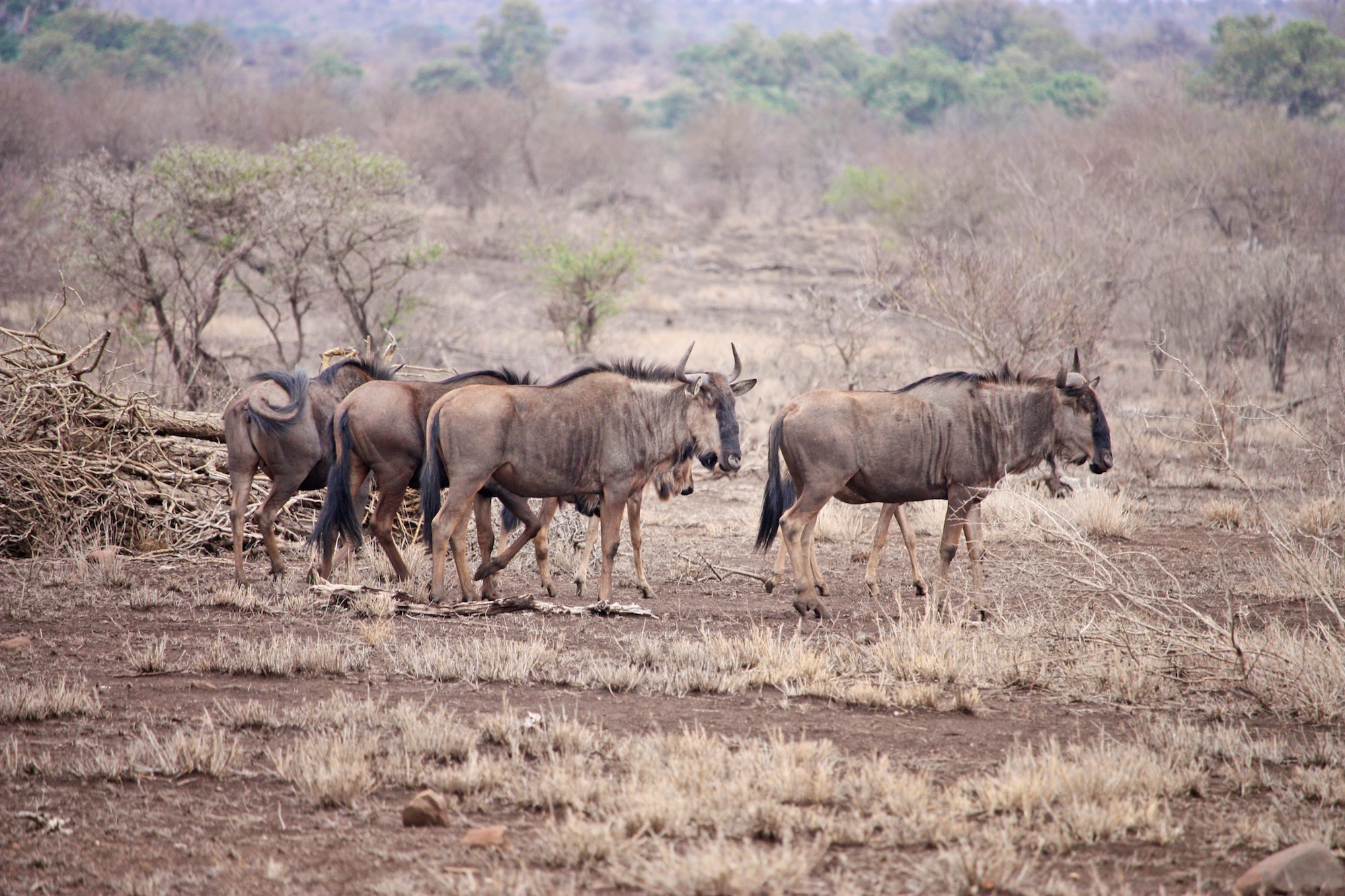 amanda-silva-5LZICvitp3I-unsplash safari - Südafrika