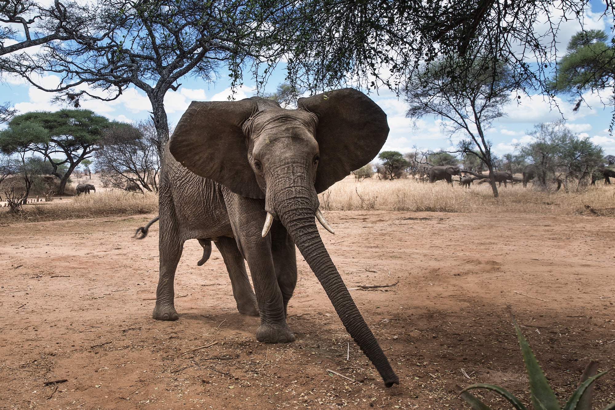 avel-chuklanov-cXiVX1ggv4w-unsplash elefant - Krüger Nationalpark - Südafrika