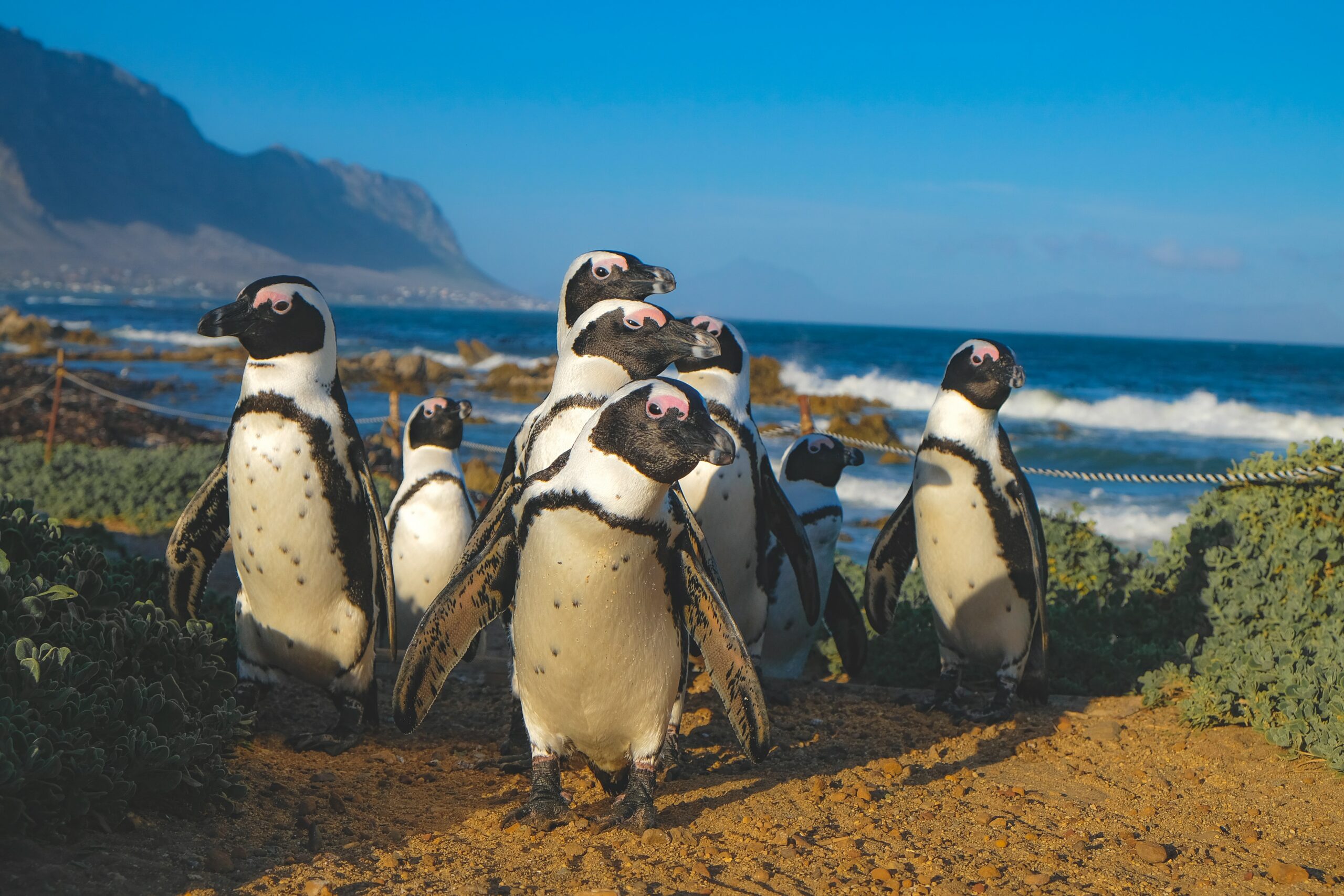harry-cunningham-EjW1VKoaHMs-unsplash Pinguine in Bettys Bay