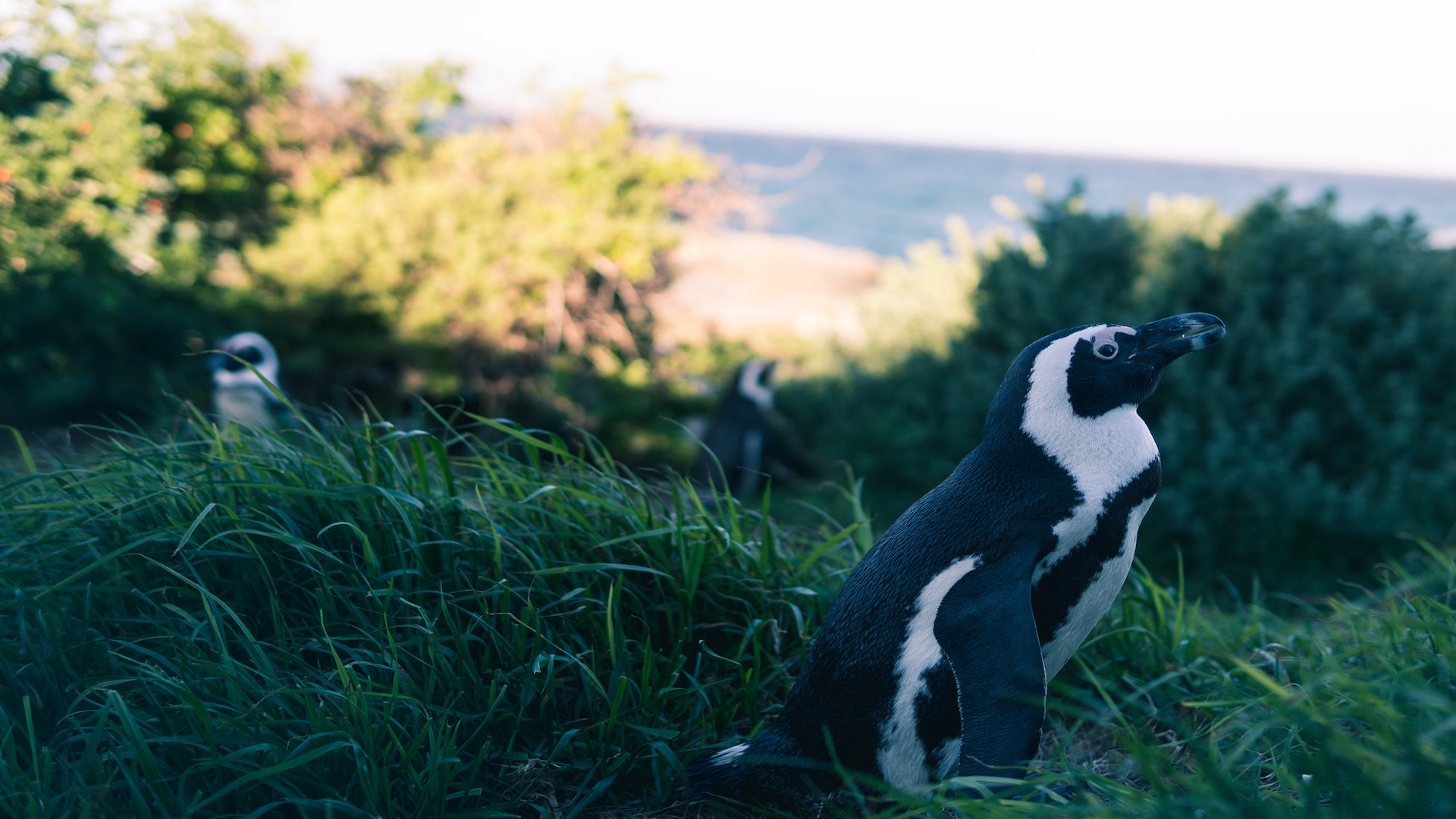 Pinguin - bolders bay - western cape