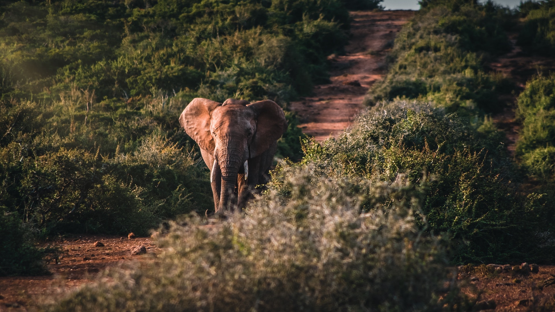 patrick-baum-gwRTDjkEPXk-unsplash