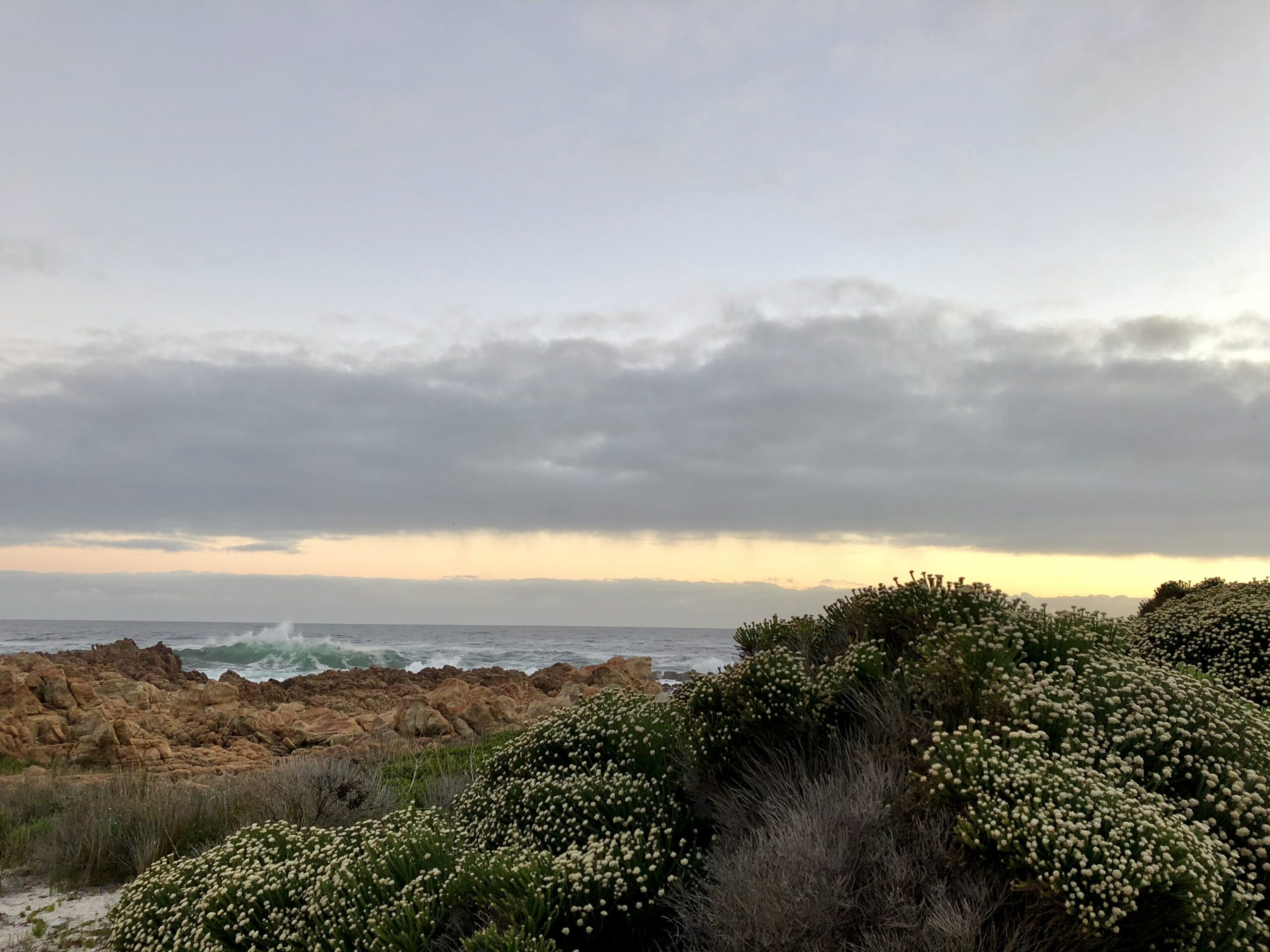 fynbos vegetation - cape peninsula
