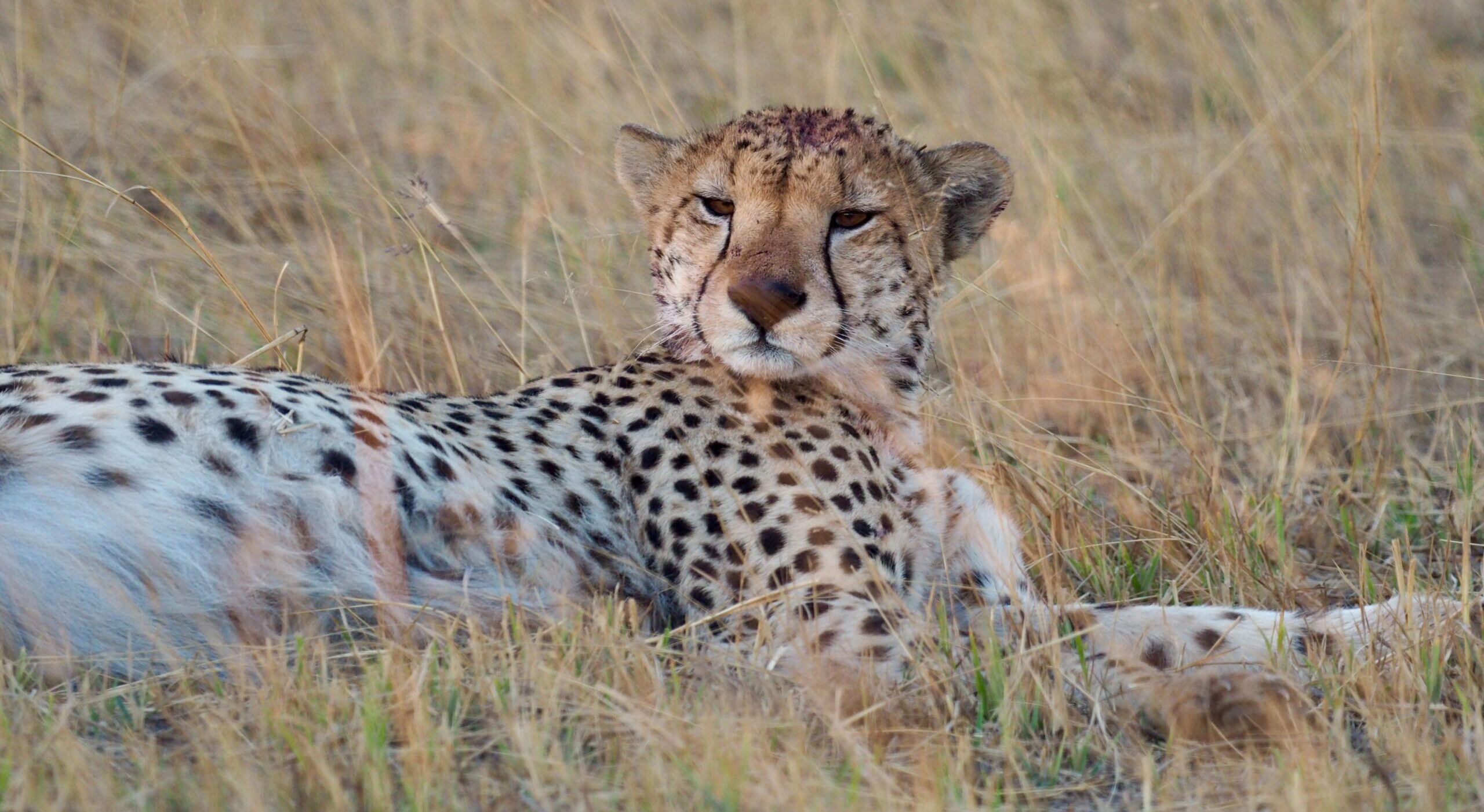 Südafrika Big Five Safari