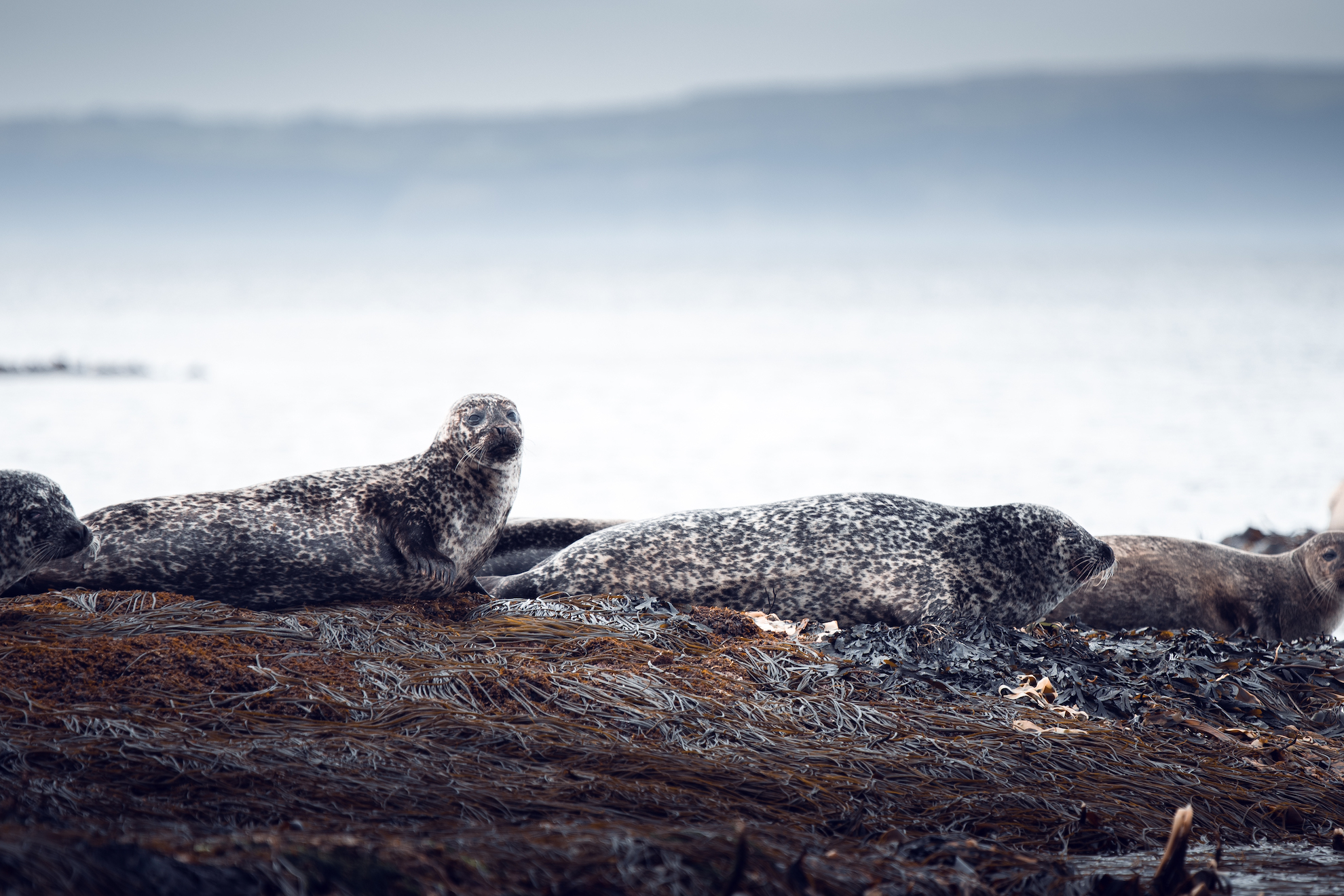 Rathlin Island_Roadtrip Nordirland