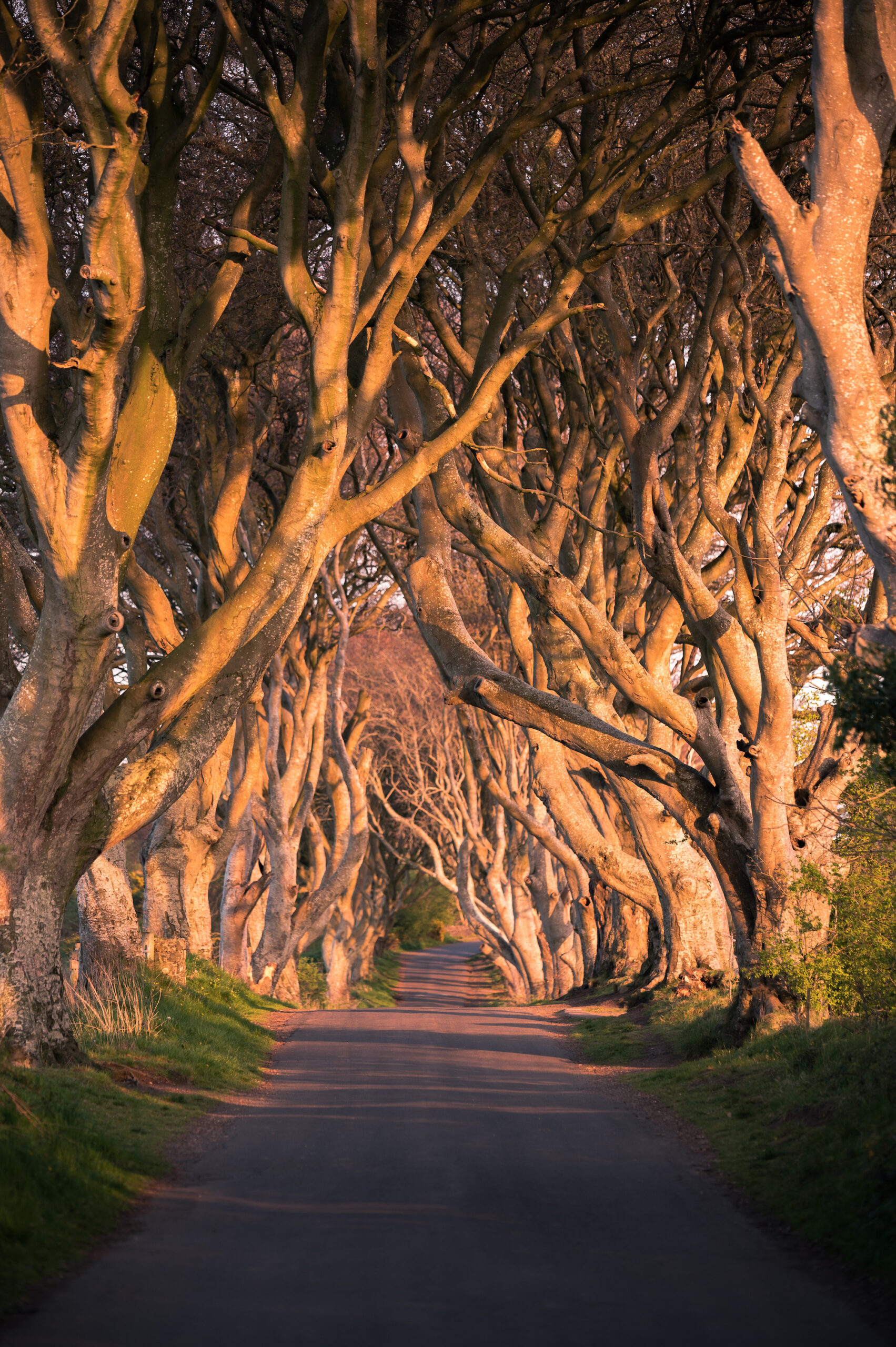 Dark Hedges_Nordirland_10 Sehenswürdigkeiten Nordirland