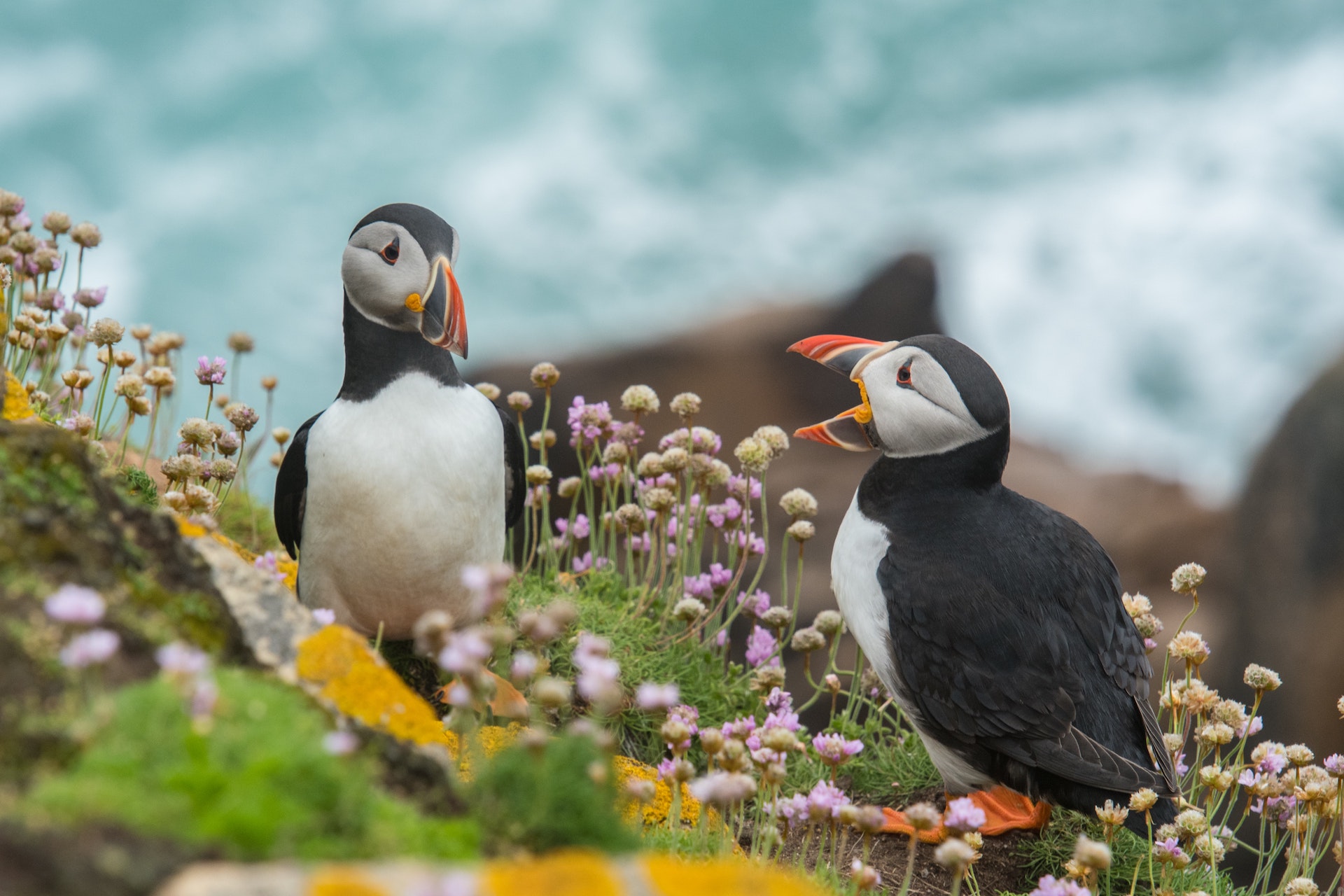 Rathlin Island_Nordirland Rathlin Island_Nordirland