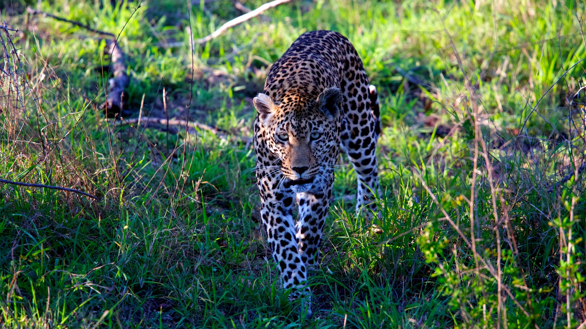 Kruger National Park