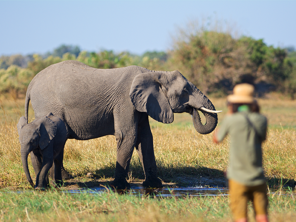 Elefant Südafrika Safari