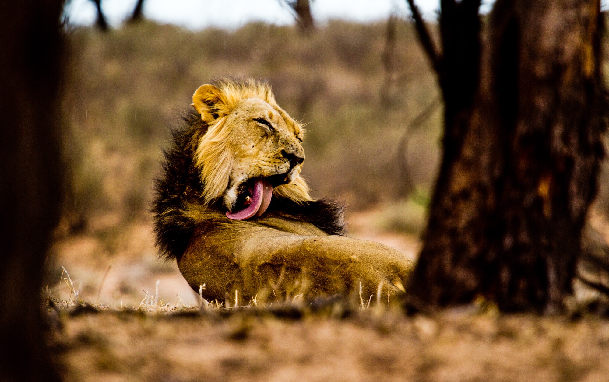 Kgalagadi Transfrontier Park