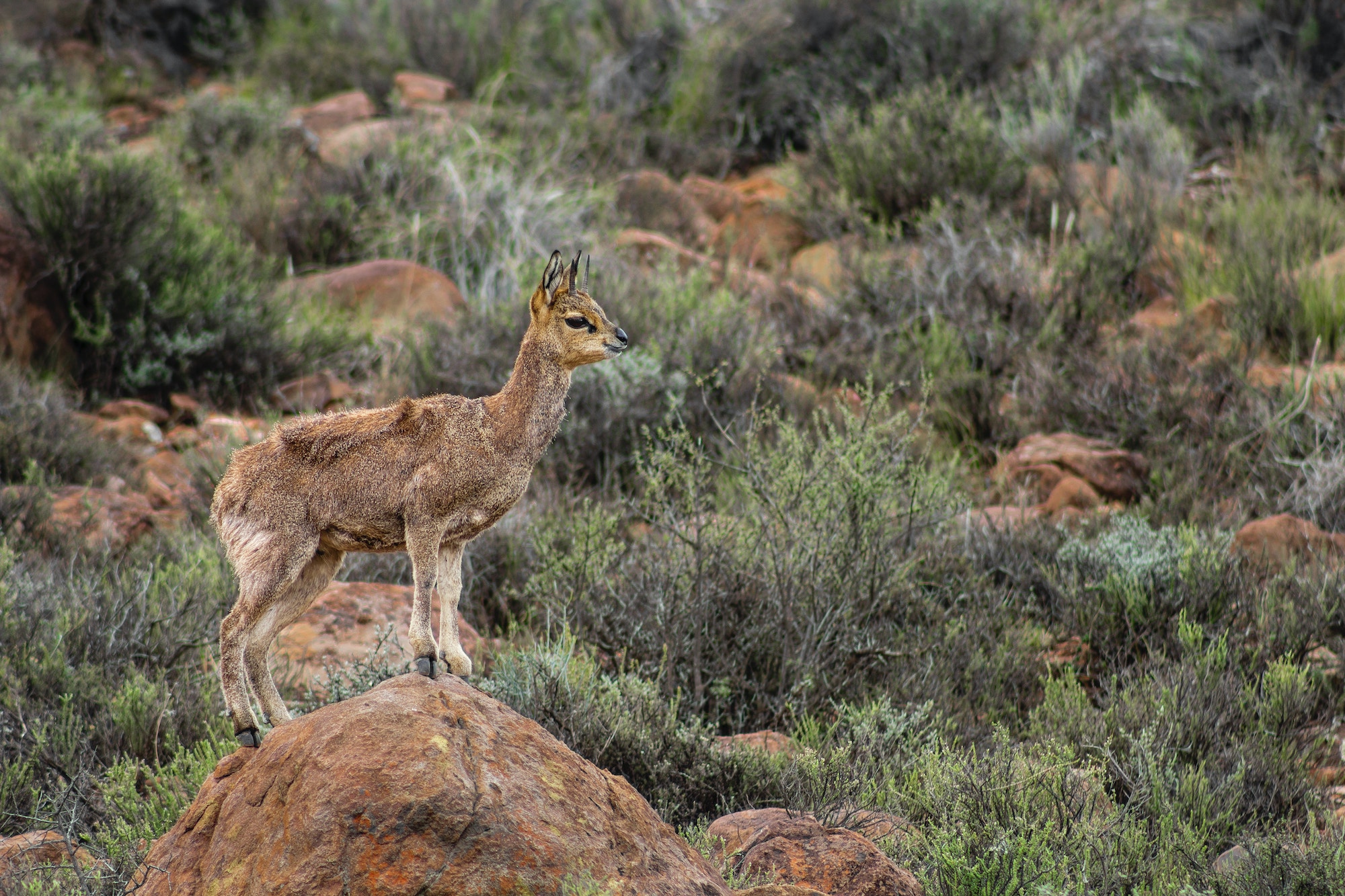Karoo National Park Northern Cape