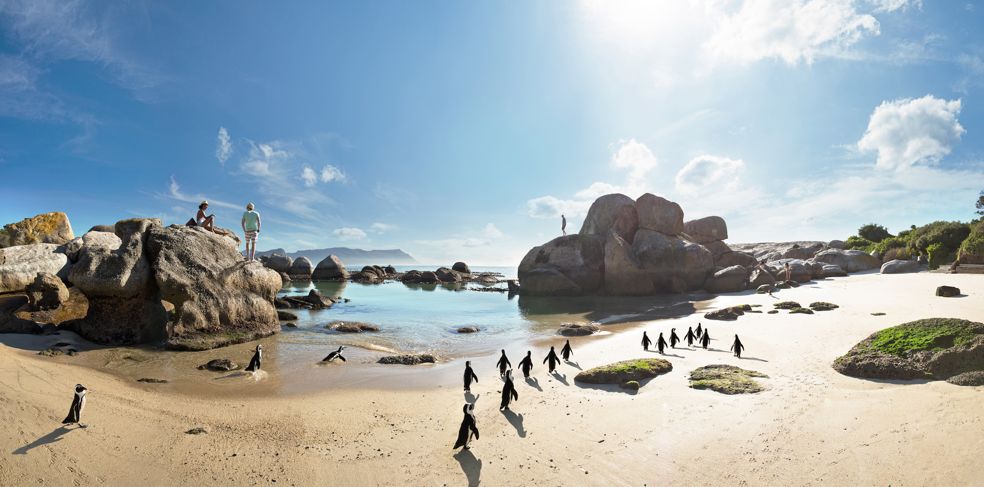 SAT_Küstensafari_Pinguine-Boulders-Beach