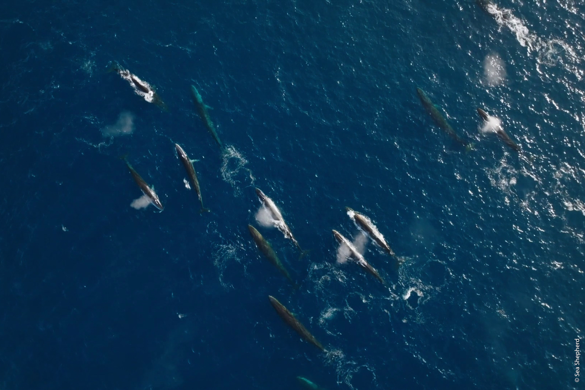 Ocean Filmtour Vol 10_ Peter Hammarstedt