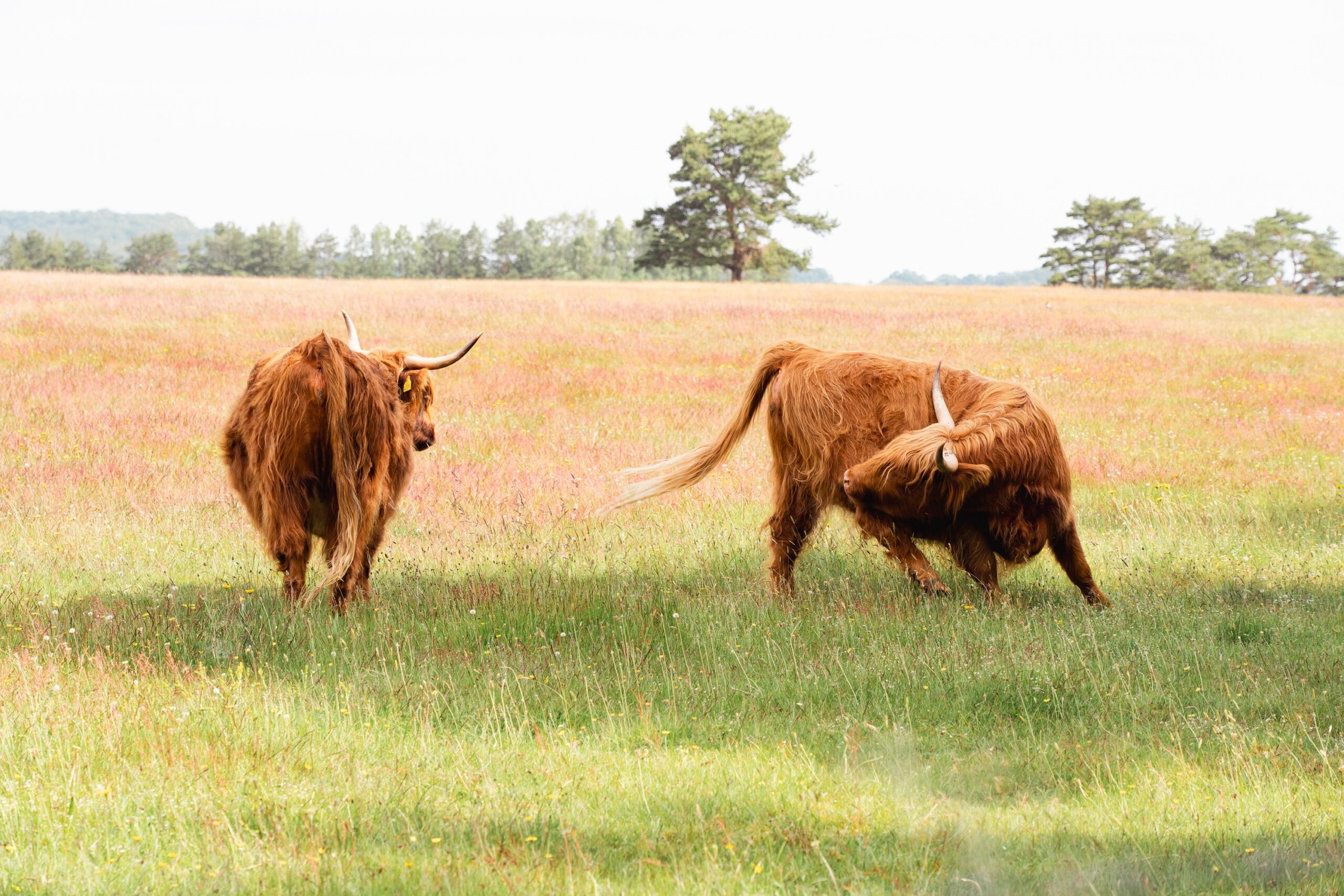 Highland Rinder Schweden