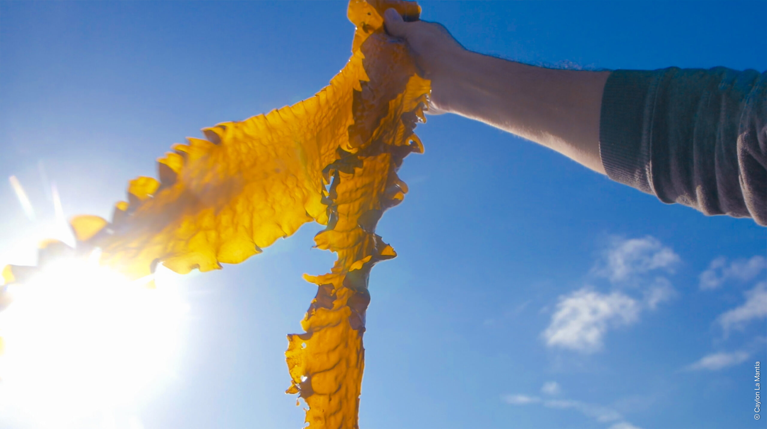 Kelp
