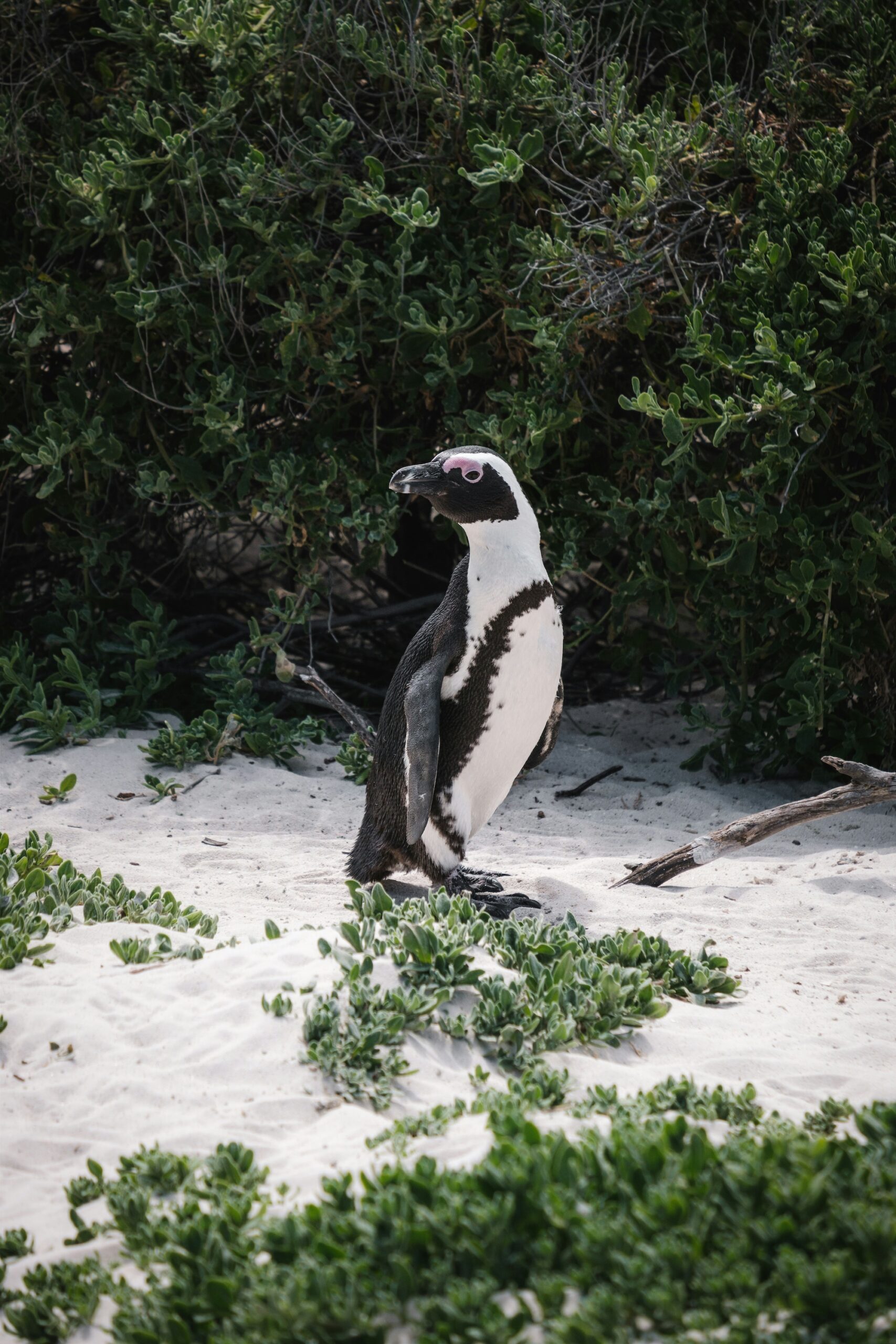 Südafrika Pinguine
