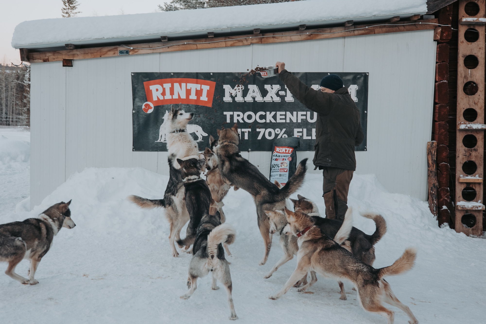 Musher in Schweden
