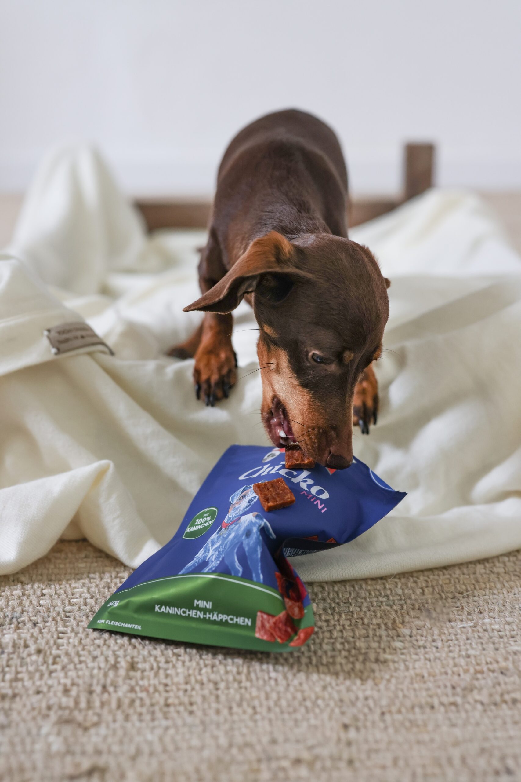 Outdoor-Urlaub mit Hund