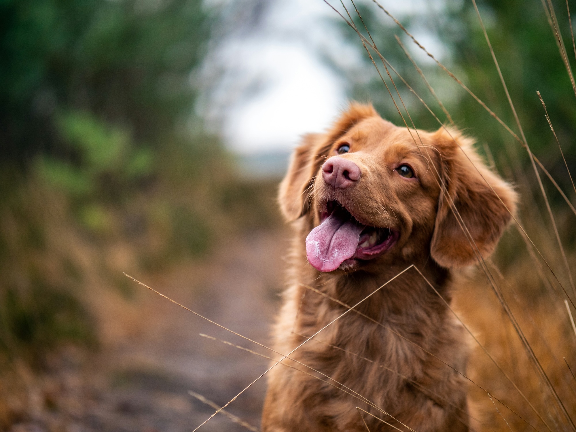 Outdoor-Urlaub mit Hund
