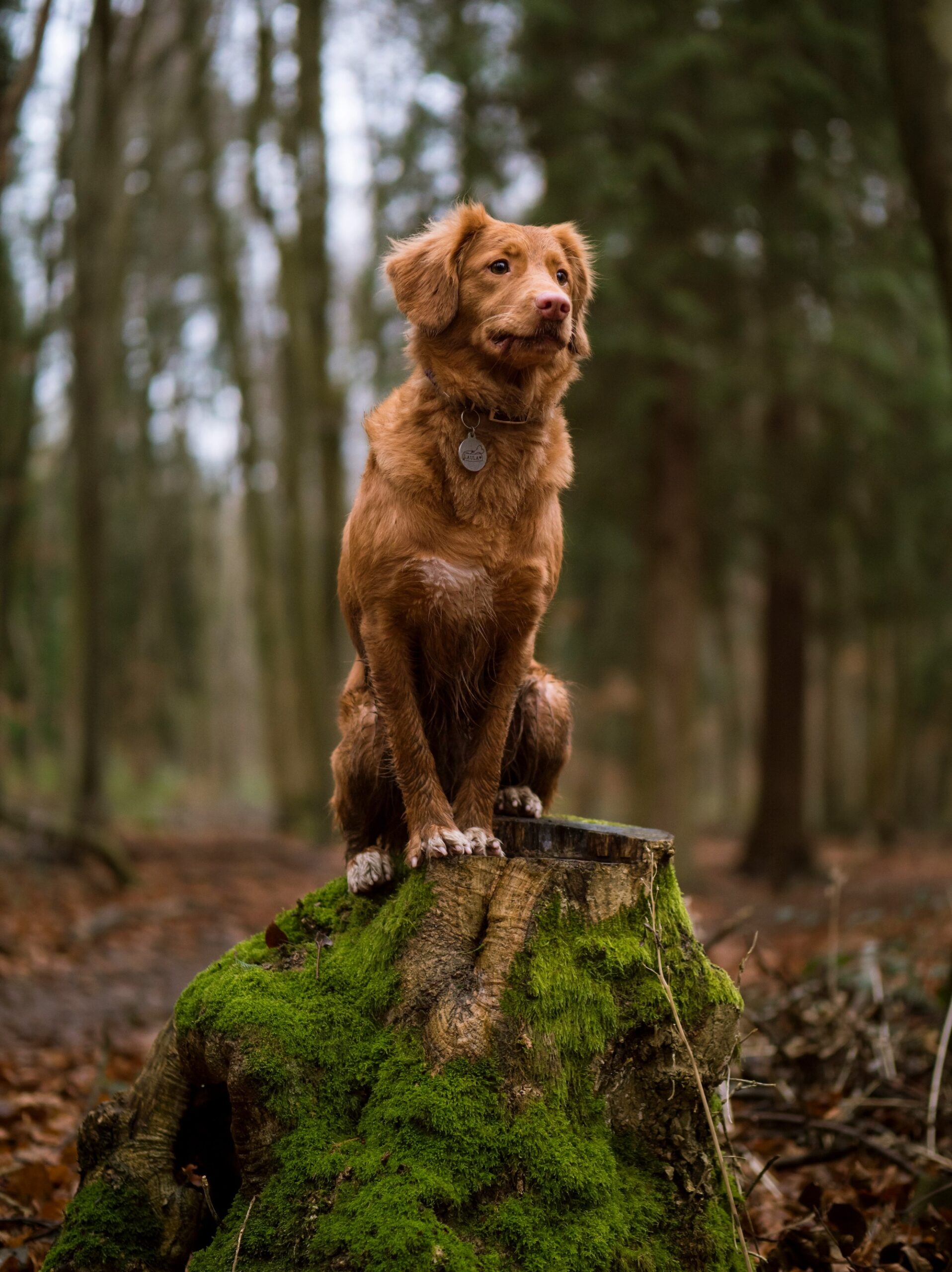 Outdoor-Urlaub mit Hund