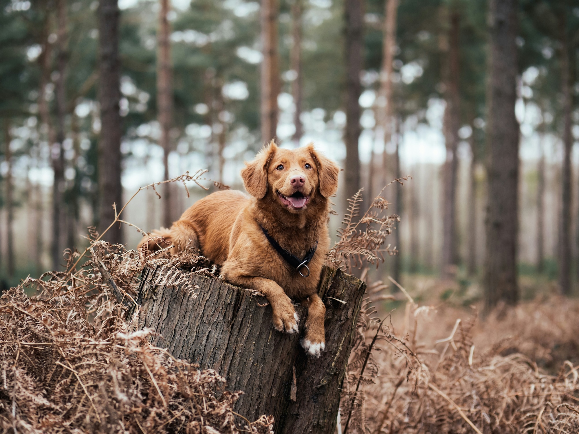 Outdoor-Urlaub mit Hund