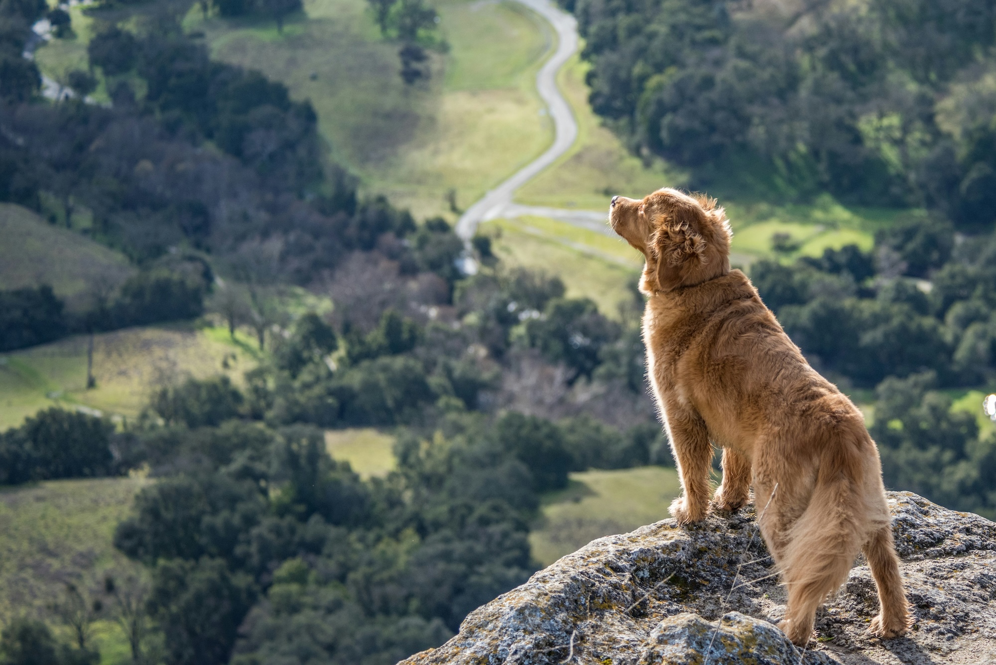 Outdoor-Urlaub mit Hund