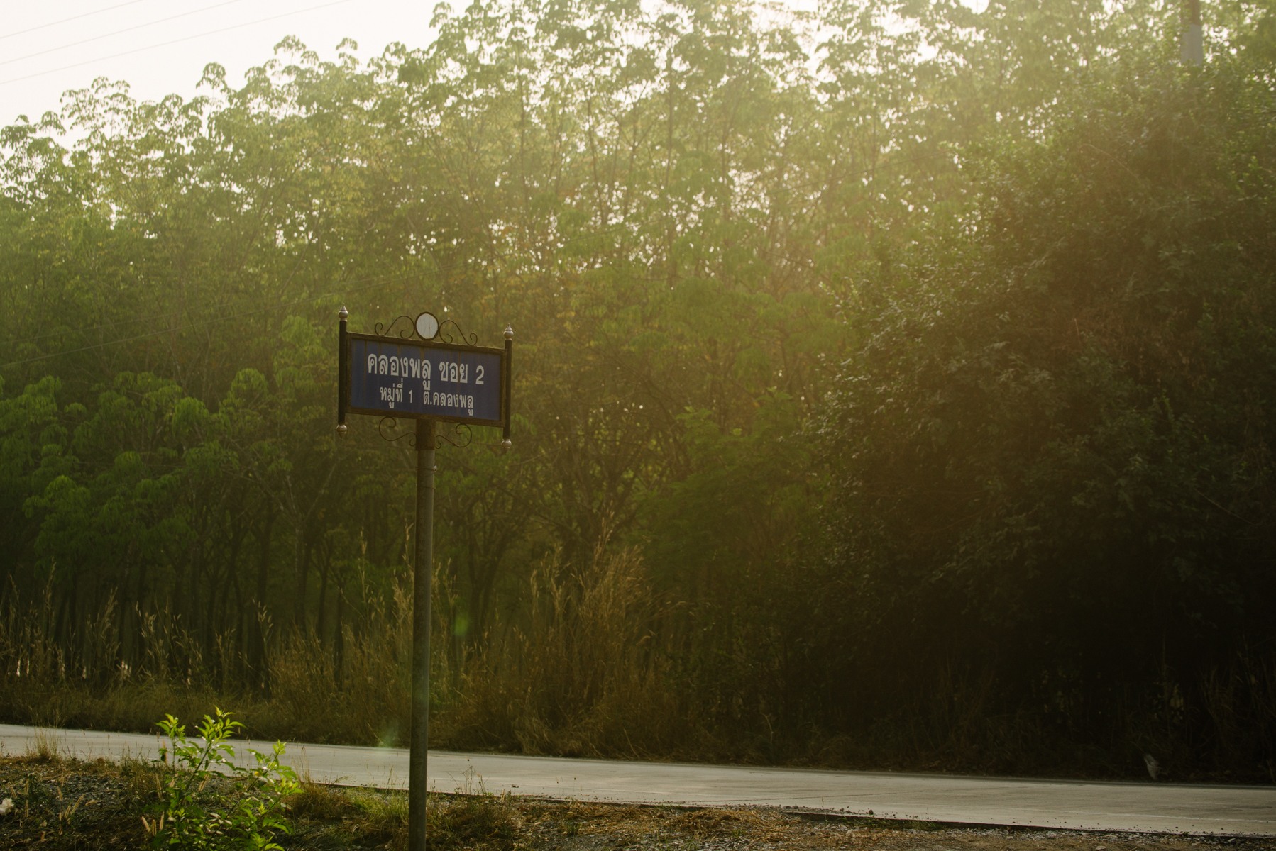 1_VeeTirecoPlantationDay4_RCDE