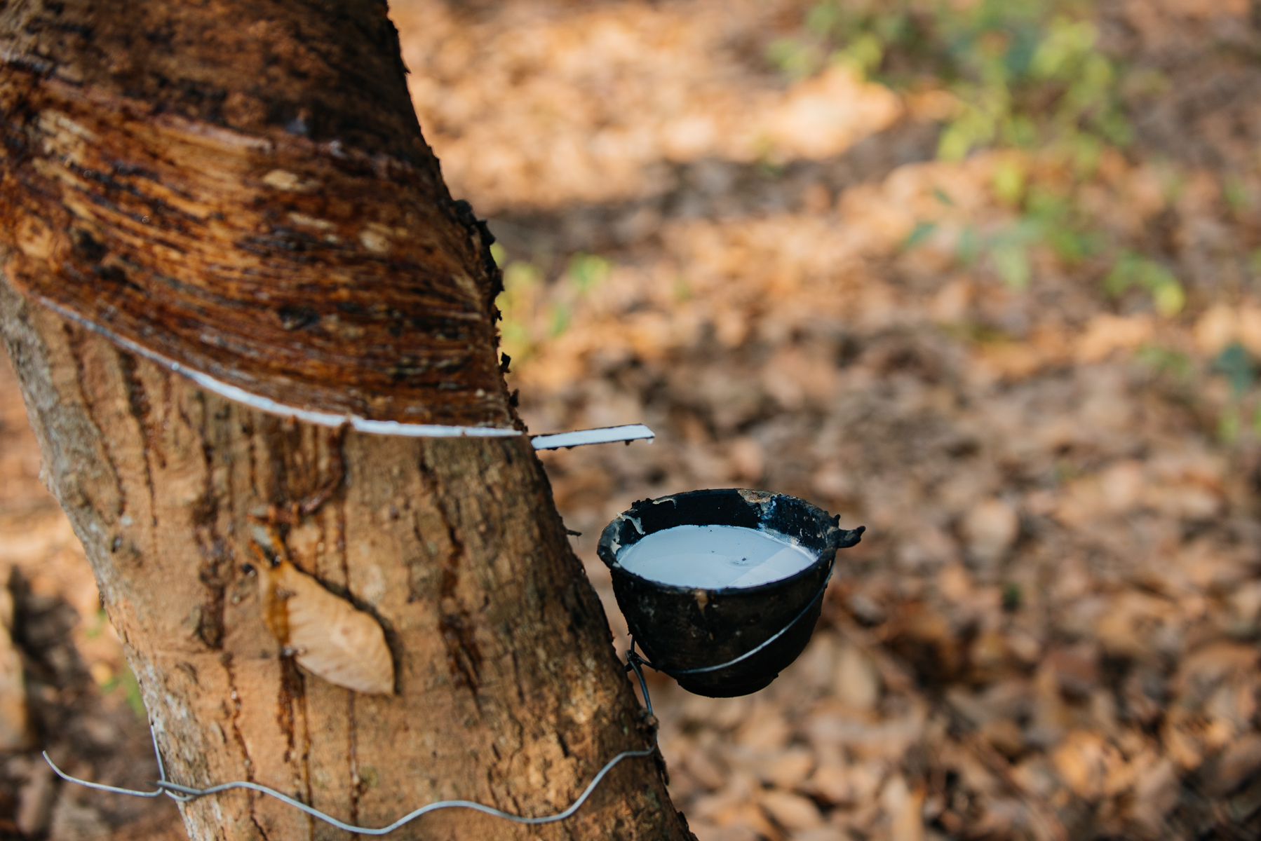 24VeeTirecoPlantationDay4_RCDE