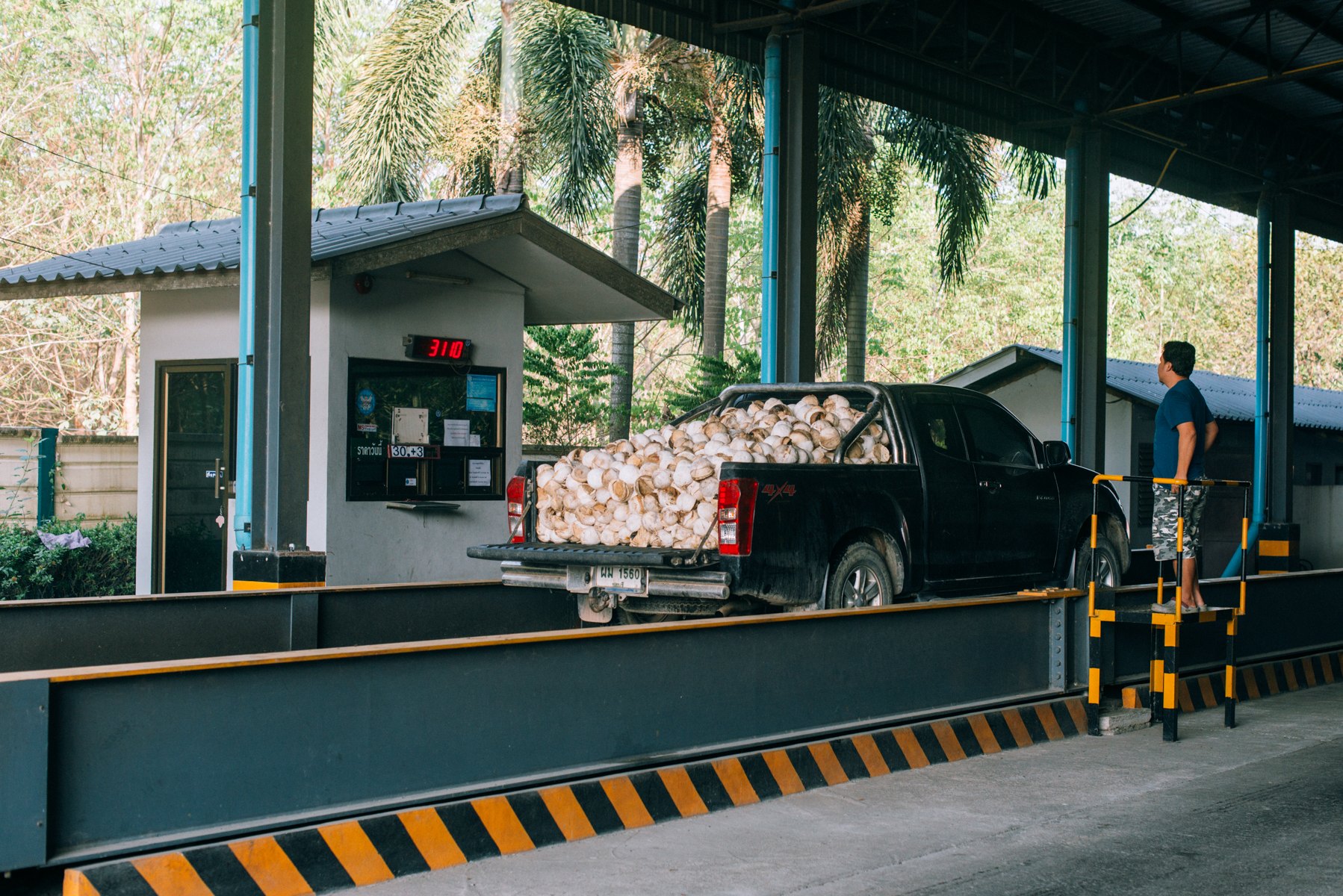 45VeeTirecoPlantationDay4_RCDE