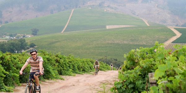 Radfahrer zwischen Weinreben