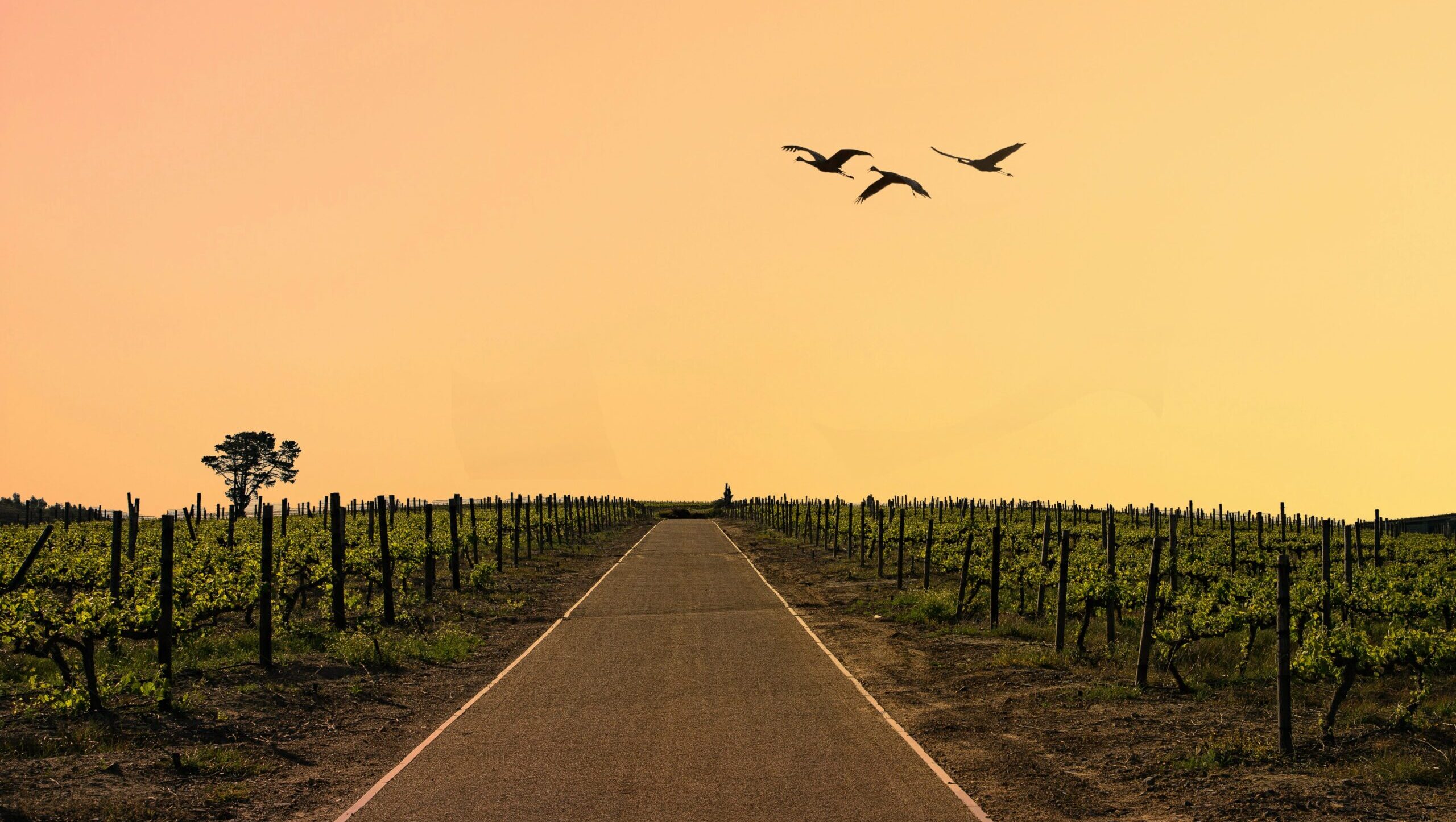 Roadcycling DE RennradMagazin Radsport, Rennrad...