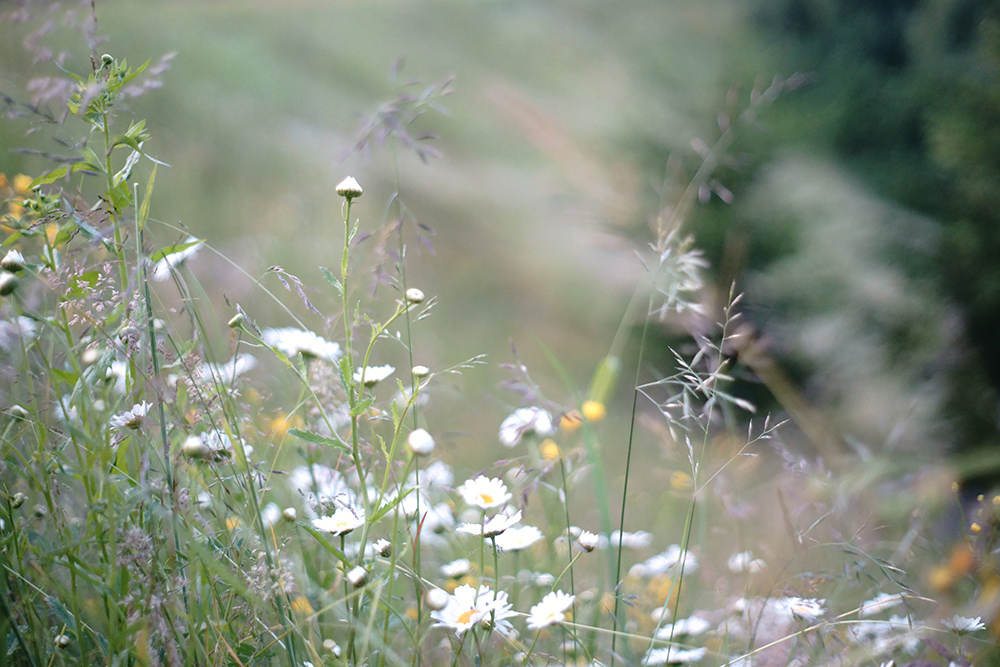 Iriedaily Broatia Tour