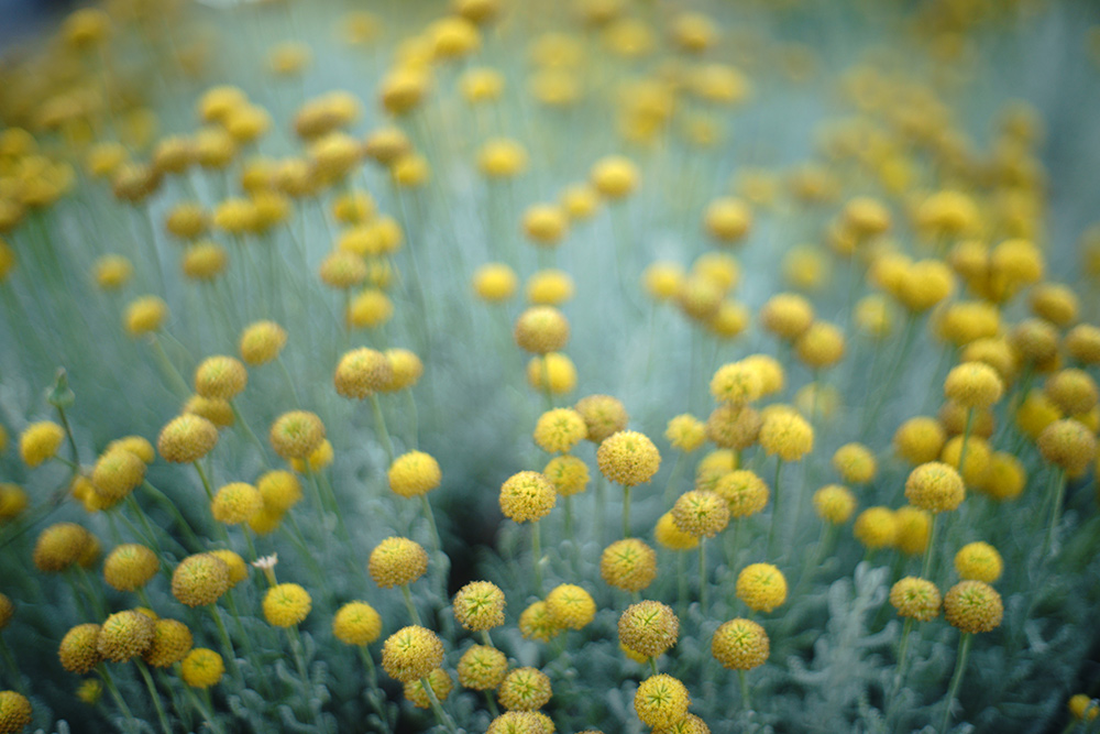 Iriedaily Broatia Tour