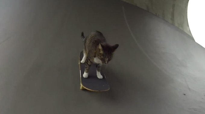 Skateboard Katze