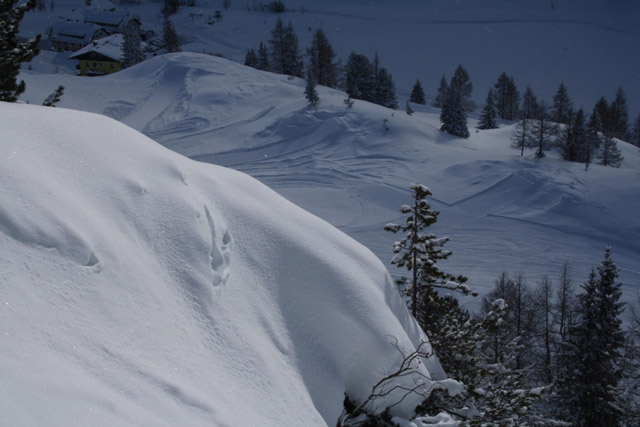 Preview for the gallery