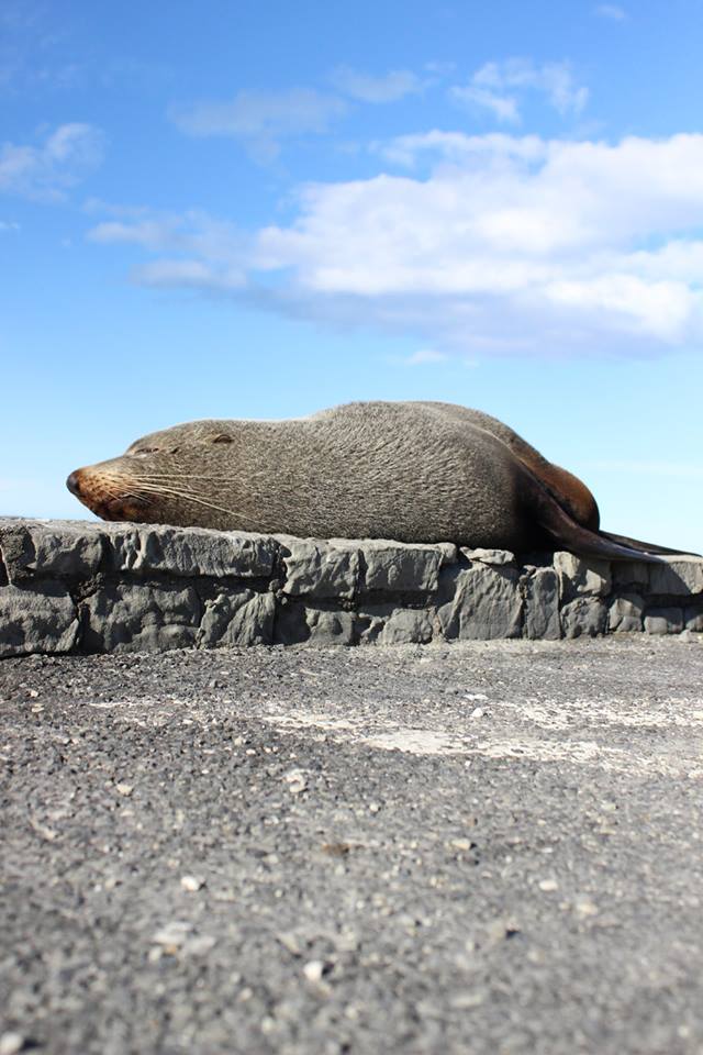 10833920_10205317047435116_141248177_n