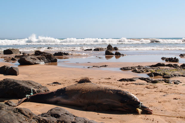 ...trauriger Fund am Strand.