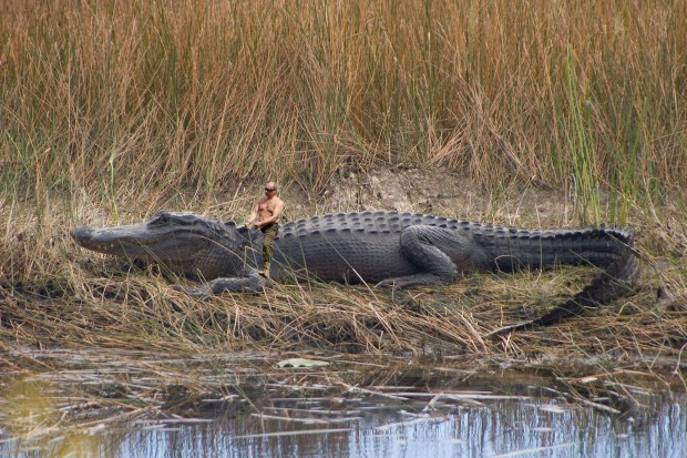 putin gator