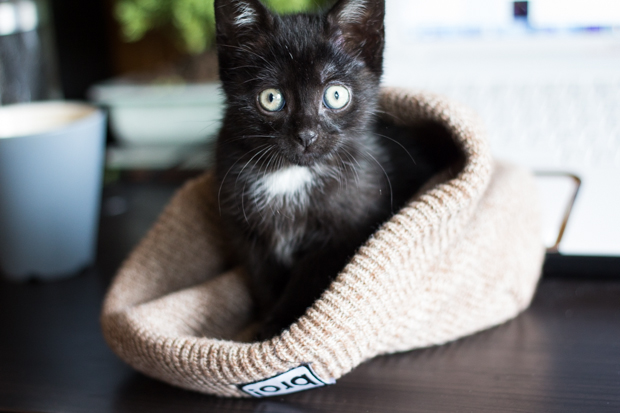 Kater Xavier ist im Team!