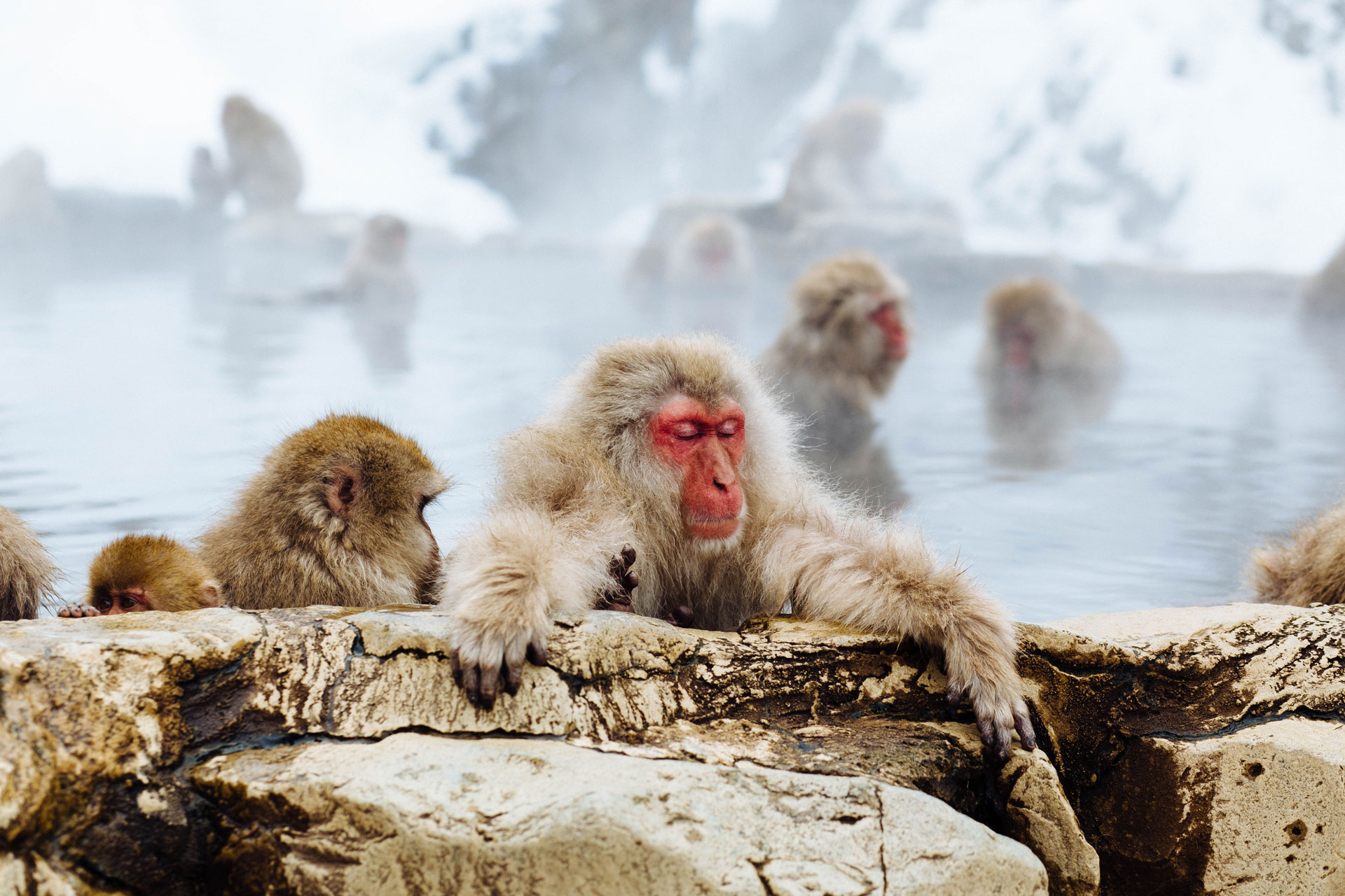 Snow-Monkey-Niseko-Japan-Unsplash