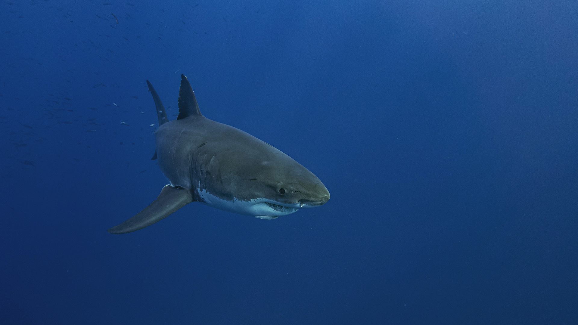 Hai, Haie, Shark, Sharks, Attack, Angriff, Unfall, Surfer, Australien, USA