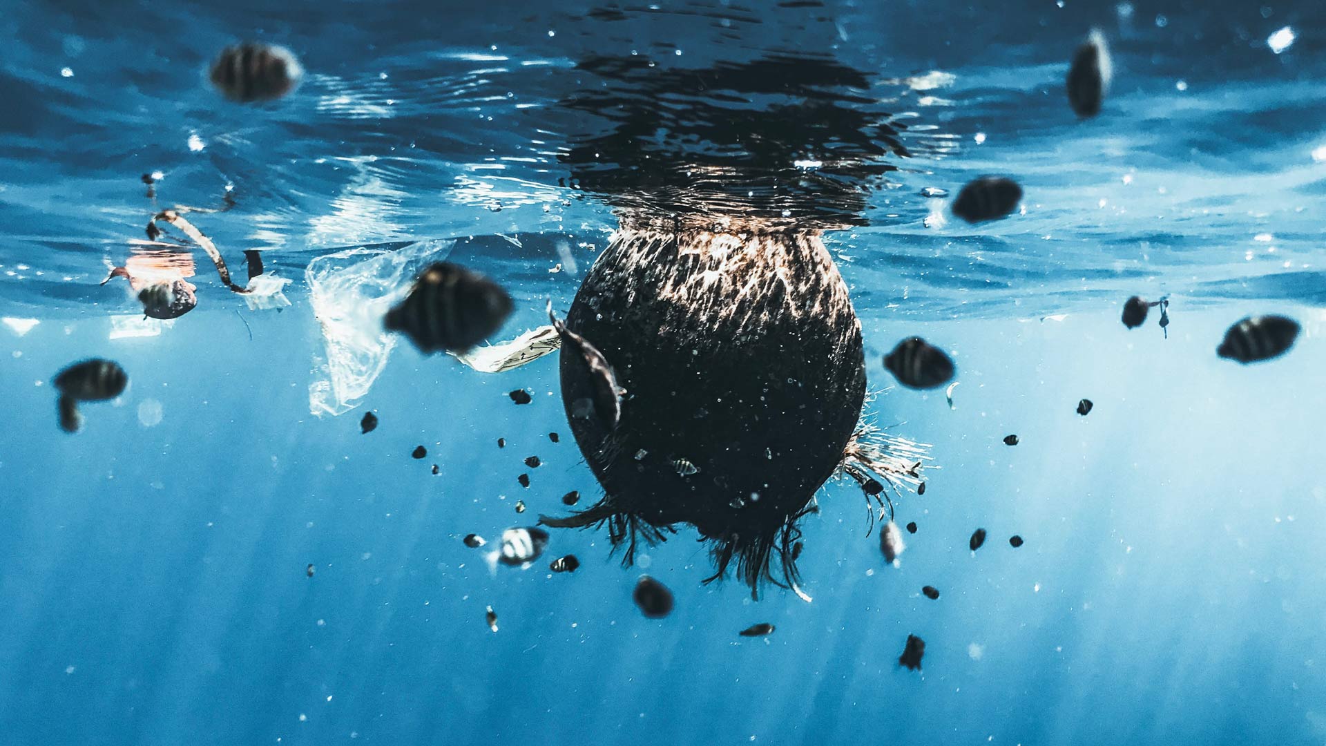 naja-bertolt-jensen-unsplash