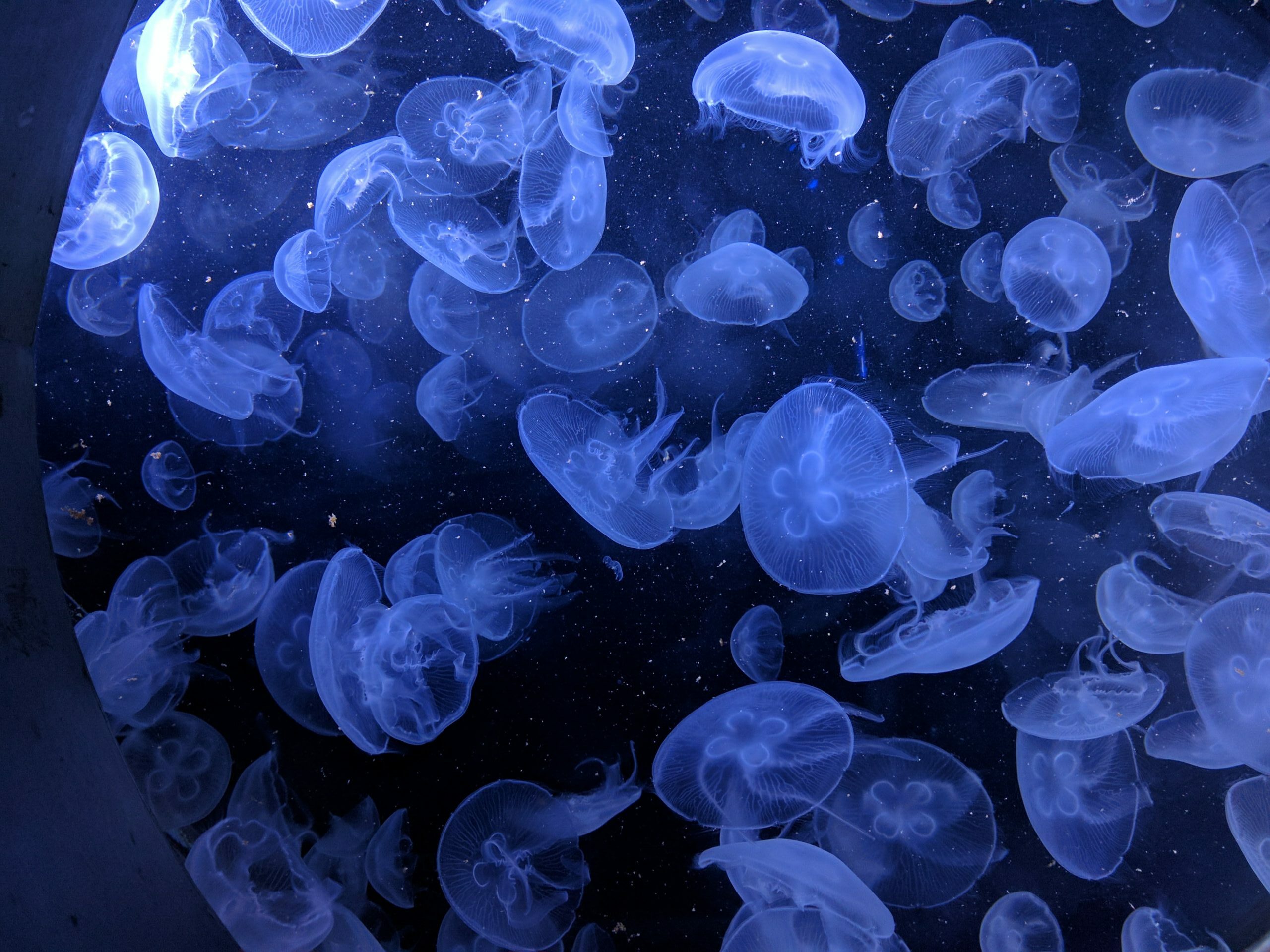 praveen-thotagamuwa-jEqyV_rumuU-unsplash