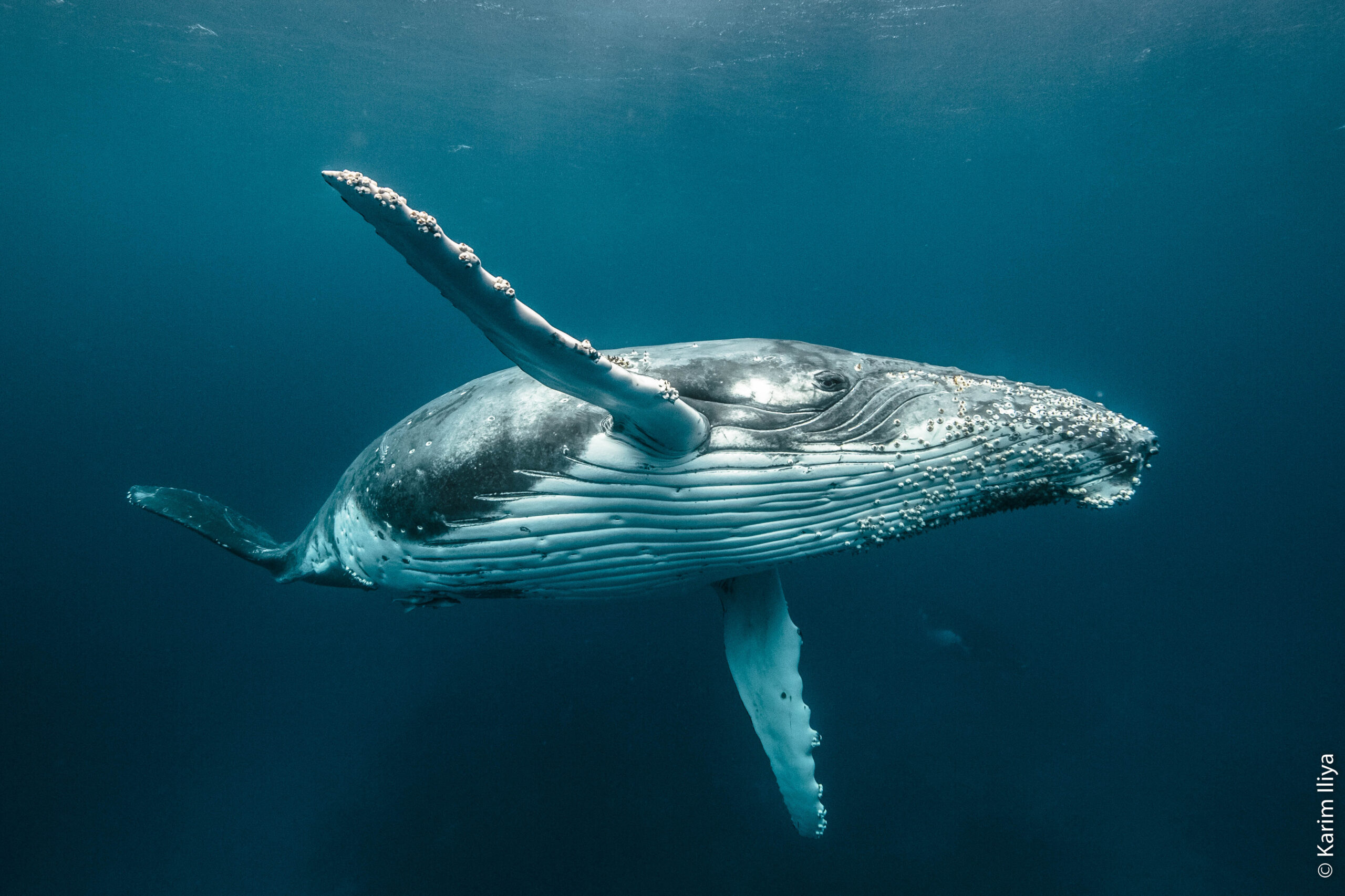 George and the Whales
